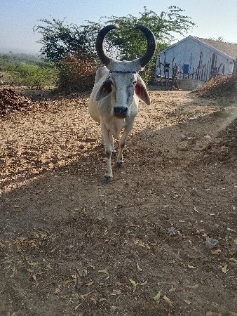 થંબનેલ 3