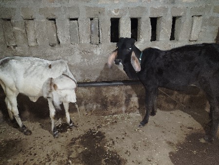 2 વાછળી વેચવાની છે