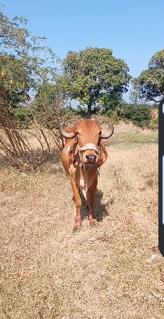 थंबनेल 3