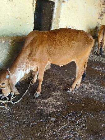 થંબનેલ 2