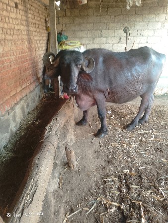 ભેસ વેચવાની છે. તણમહીન