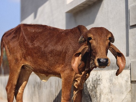 थंबनेल 3