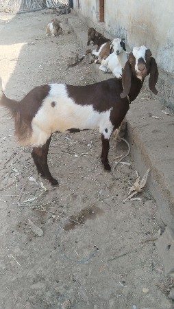 थंबनेल 3