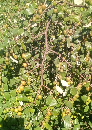 જસદણ બોરડી નુ કટીંગ વેચવા