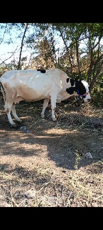 h r ગાય વેચવાની છે