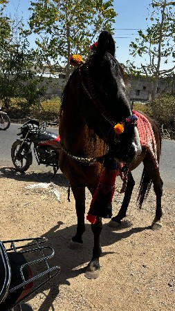 ઘોડો વેચવાનો છે