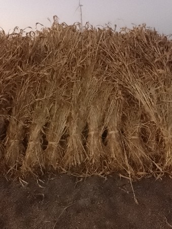 જુવાર ના પુરા