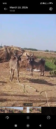 थंबनेल 2