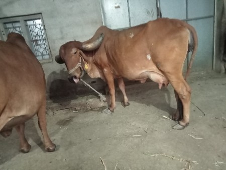 थंबनेल 3