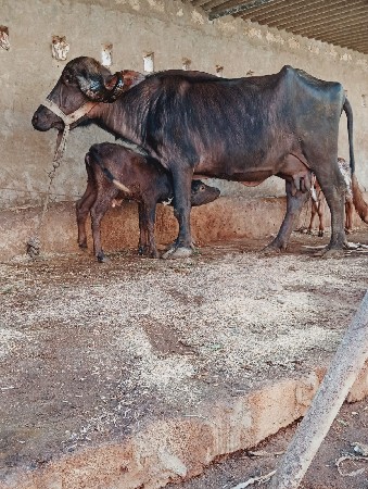 થંબનેલ 2