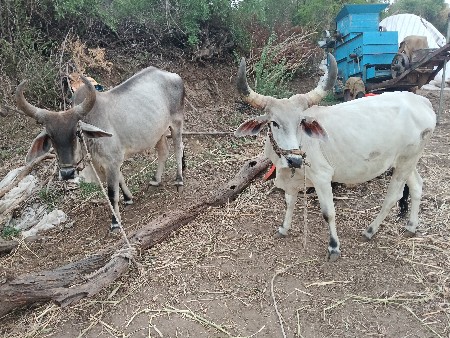 ગોંઢલા,વેચવાનાછે