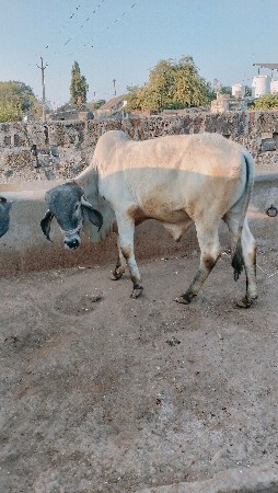 થંબનેલ 2