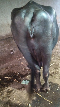 ભેંસ વેચવાની છે