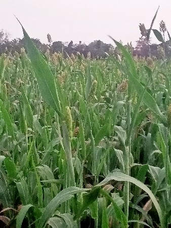 લિલી જુવાર વેચવાની છે