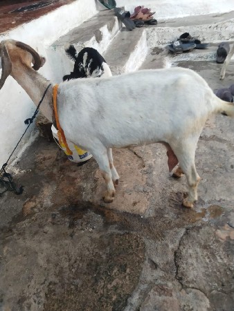 બકરી વેચવાની છે