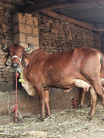 ગાય વેચવાની છે