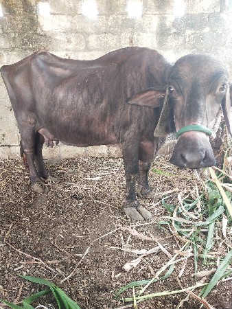 થંબનેલ 2