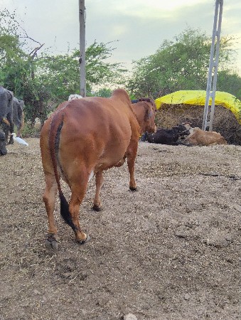 થંબનેલ 2