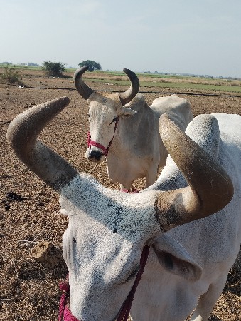 थंबनेल 2