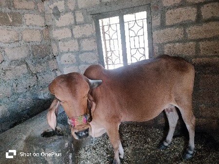 આ ગાય વેચવાની છે