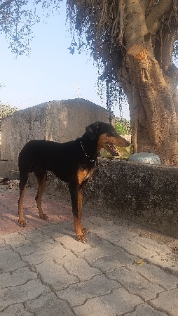 थंबनेल 2