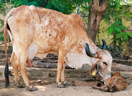 કાબરી ગાય વેચવાની