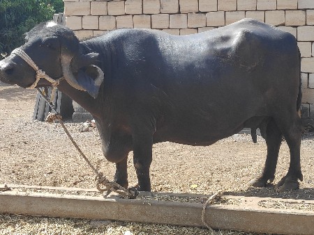 થંબનેલ 2