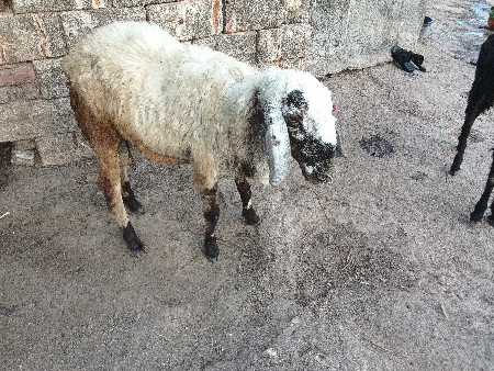 થંબનેલ 2