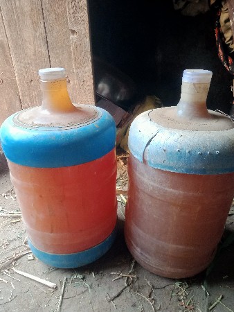 ગૌમૂત્ર ગીર અને દેશી ગાયું