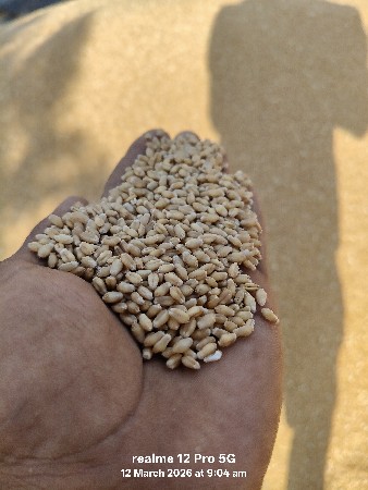 લાલ ટુકડા ઘવ ખાવા માટે ના સ્પેશિયલ