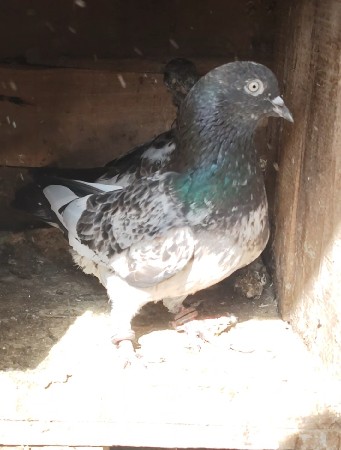 થંબનેલ 2