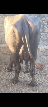 थंबनेल 2