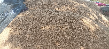 496લાલા ટુકડા  ઘઉં કોઈને જોઈ એ