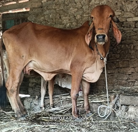 थंबनेल 4