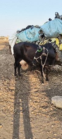 હાટામાં ભેસ હાલે