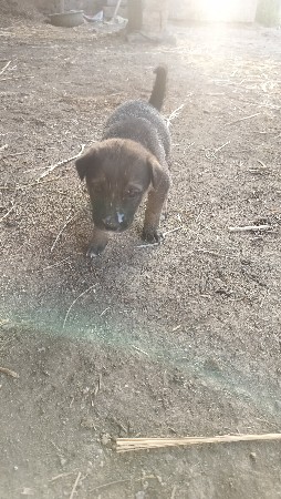 બે ગલુડીયા વેચવાના છે