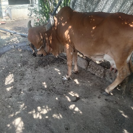 થંબનેલ 2