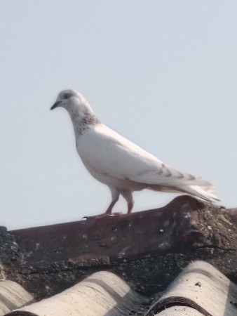 थंबनेल 3