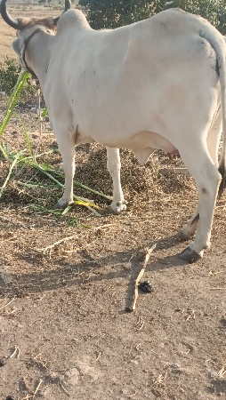 थंबनेल 4