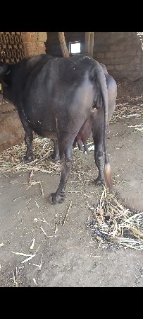 થંબનેલ 2