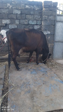 અશોક ક્રોસ વેચવાની છે