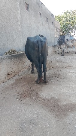 थंबनेल 2