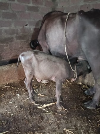 ભેંસ વેચવાની છે