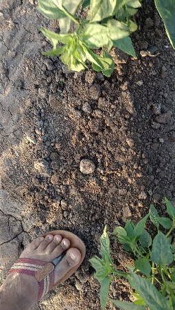 ભાગમાં જમીન વાવવા આપવા ની છે