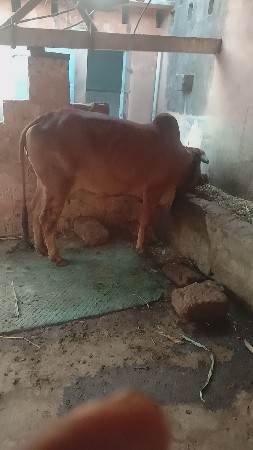 ગીર કો વેચવાનું છે