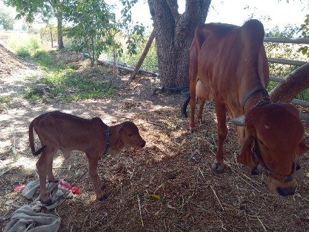 થંબનેલ 3