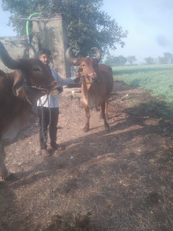 , બળદ વેચવા ના છે 2વાવણી