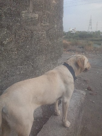 આ લેબ ફિમેલના સાટા કરવાના છે