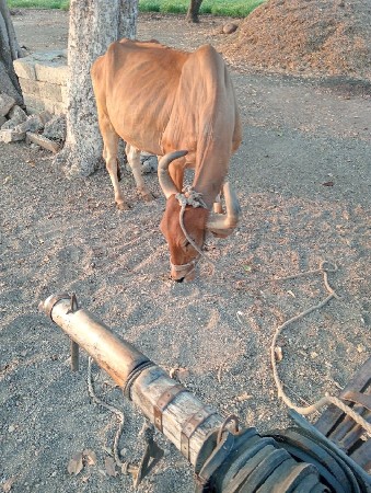 બળદ વેચવાના છે