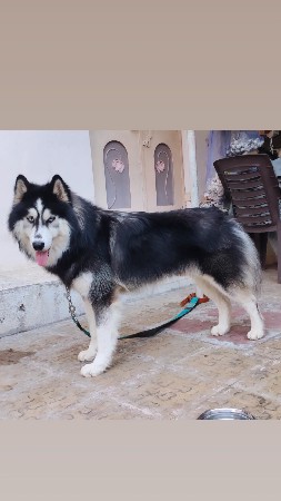 થંબનેલ 2